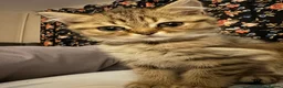 British Shorthair cats for sale: British Shorthair and Golden Shaded Torbie - Advert 11