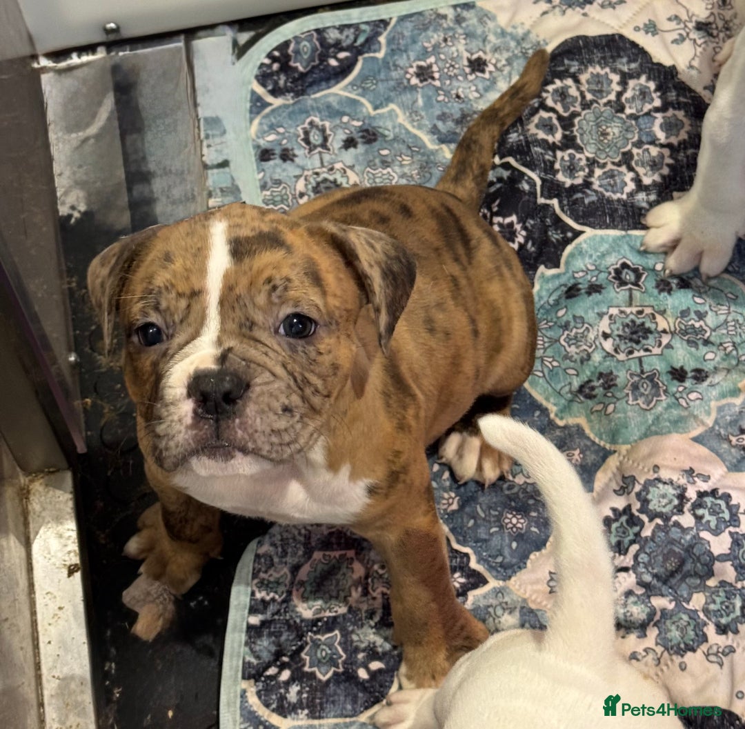 Olde English Bulldogge dogs for sale: (Reduced) Olde English Bulldogges puppies  - Advert 16