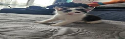 European cats for sale: Lovely kittens in Woking - Advert 6