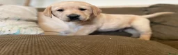 Labrador Retriever dogs for sale: Stunning chunky Labradors  in Boston - Advert 11