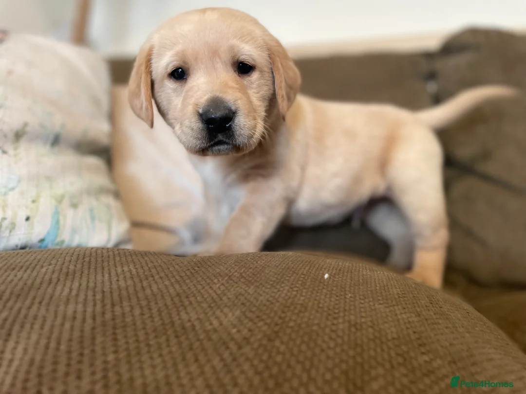 Labrador Retriever dogs for sale: Stunning chunky Labradors  in Boston - Advert 11
