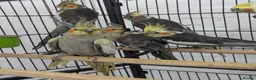 Cockatiels birds for sale: Friendly cockatiels baby boys and girls  - Advert 10