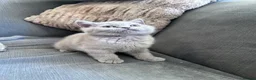 British Shorthair cats for sale: Pure pedigree British shorthair kittenS - Advert 6