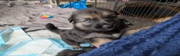 German Shepherd dogs for sale: German shepherd pups - Advert 6
