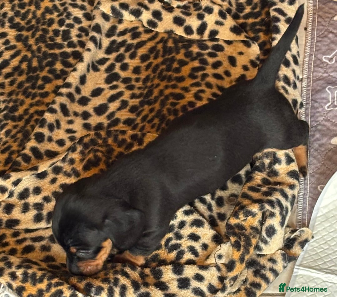 Miniature Dachshund dogs for sale: Miniature dachshund smooth hair pups  - Image 31