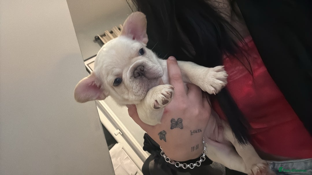 French Bulldog dogs for sale: REDUCED Ready to leave Kc reg Frenchie🐾 - Advert 30