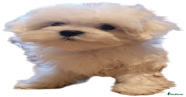Maltese dogs - Advert 8
