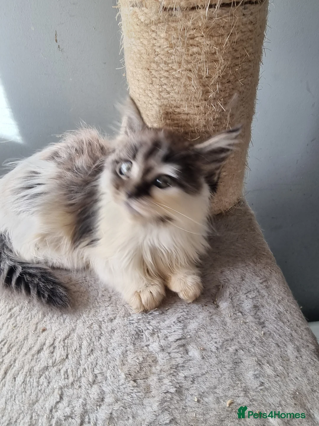 Maine Coon cats for sale: 2 litters of Maine Coon - Advert 18