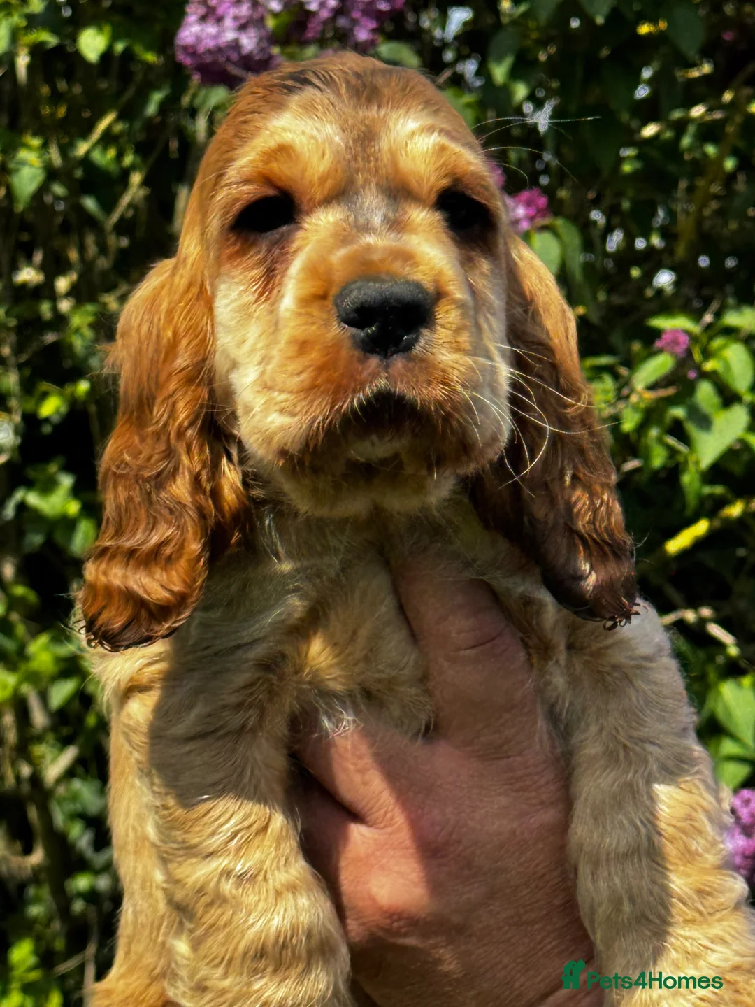 Cocker Spaniel dogs for sale: ⭐️ health tested Show cockers ⭐️ - Advert 2