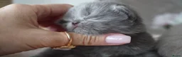 Scottish Fold cats for sale: Beautiful kittens - Advert 5
