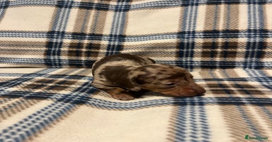 Miniature Dachshund dogs Gorgeous miniature daschunds  - Advert 6