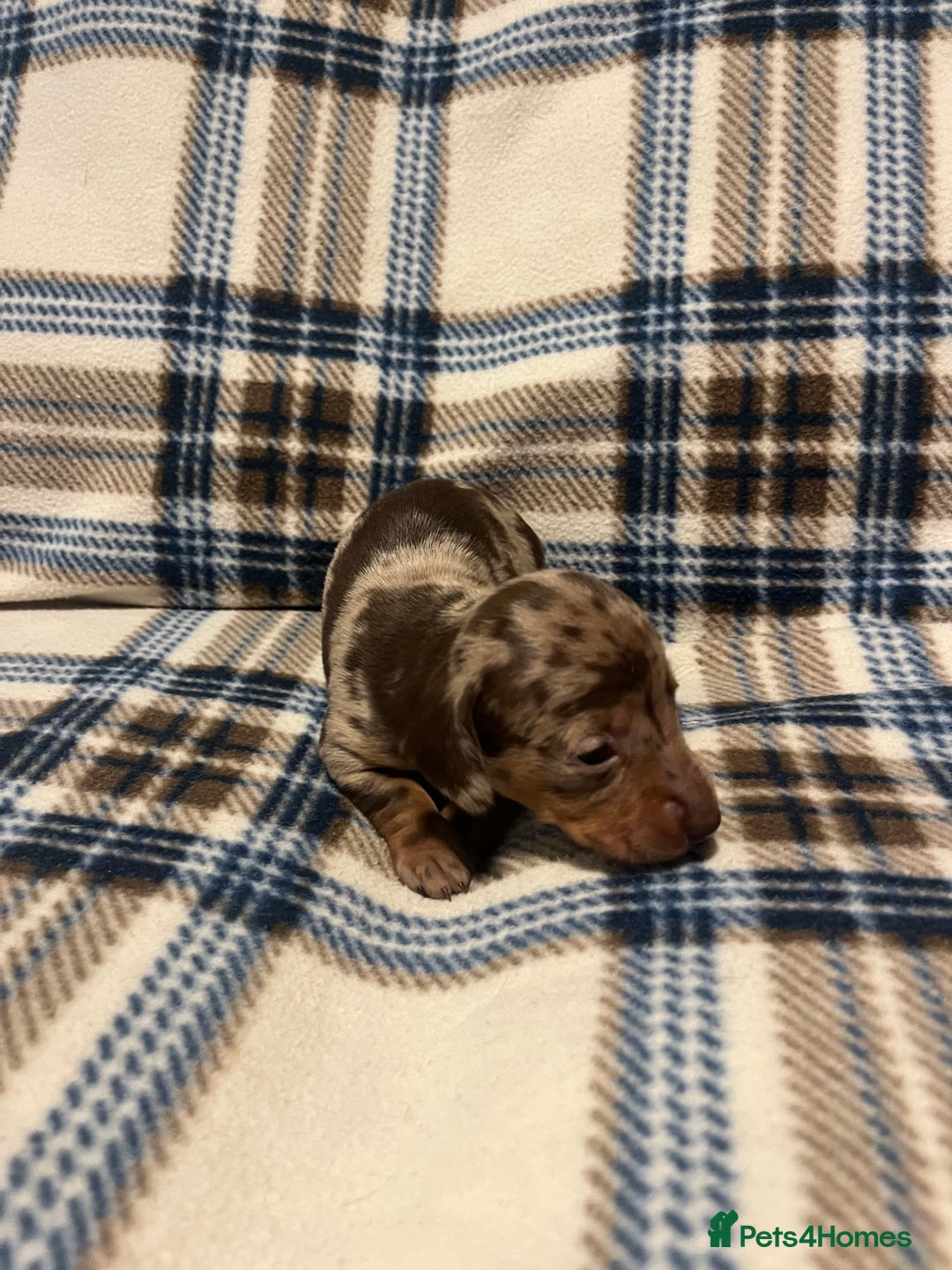Miniature Dachshund dogs for sale:  Miniature Daschunds . Ready 23rd/24th December  - Advert 3