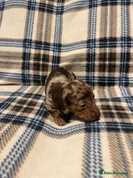 Miniature Dachshund dogs Miniature Daschunds . Ready 23rd/24th December - Advert 2