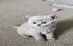 British Shorthair cats for sale: Chunky Lilac & blue bsh kittens  - Image 8