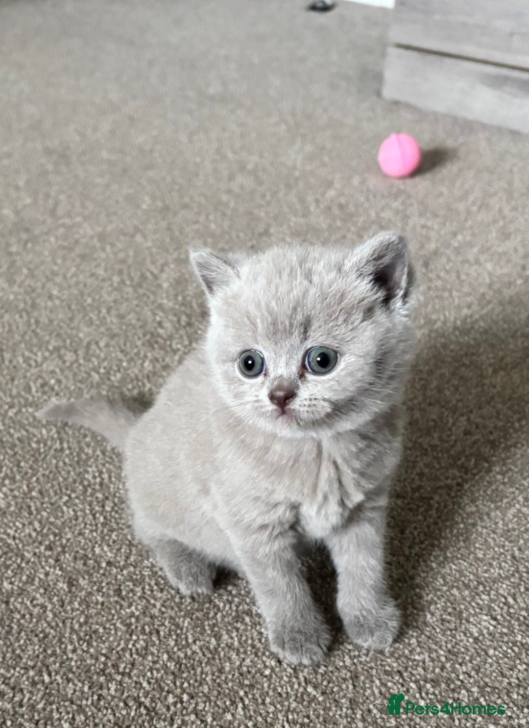 British Shorthair cats for sale: Chunky Lilac & blue bsh kittens  - Image 8