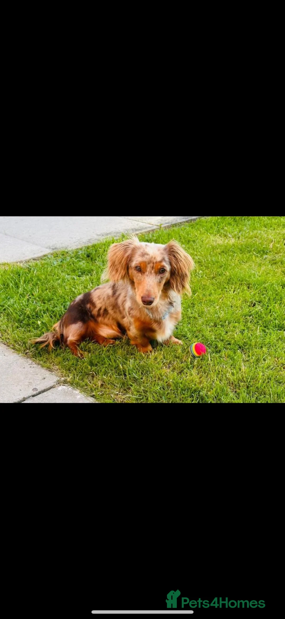 Miniature Dachshund dogs for stud: Long Haired Chocolate Dapple - Advert 1