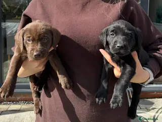 Labrador Retriever dogs Kennel Club Registered Labrador Retriever Puppies - Advert 7