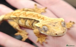 Gecko reptiles for sale: Crested gecko - Image 1