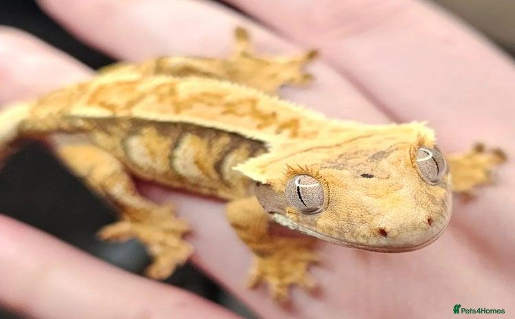Gecko reptiles - Advert 3