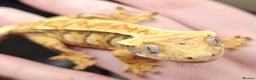 Gecko reptiles for sale: Crested gecko £ONO - Advert 1