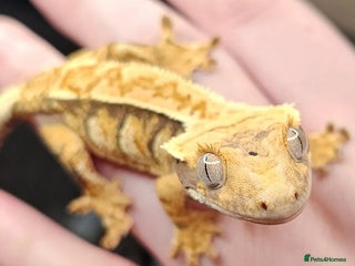 Gecko reptiles - Advert 1