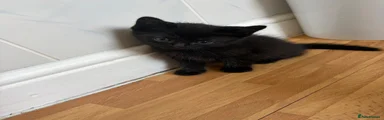 Mixed Breed 4