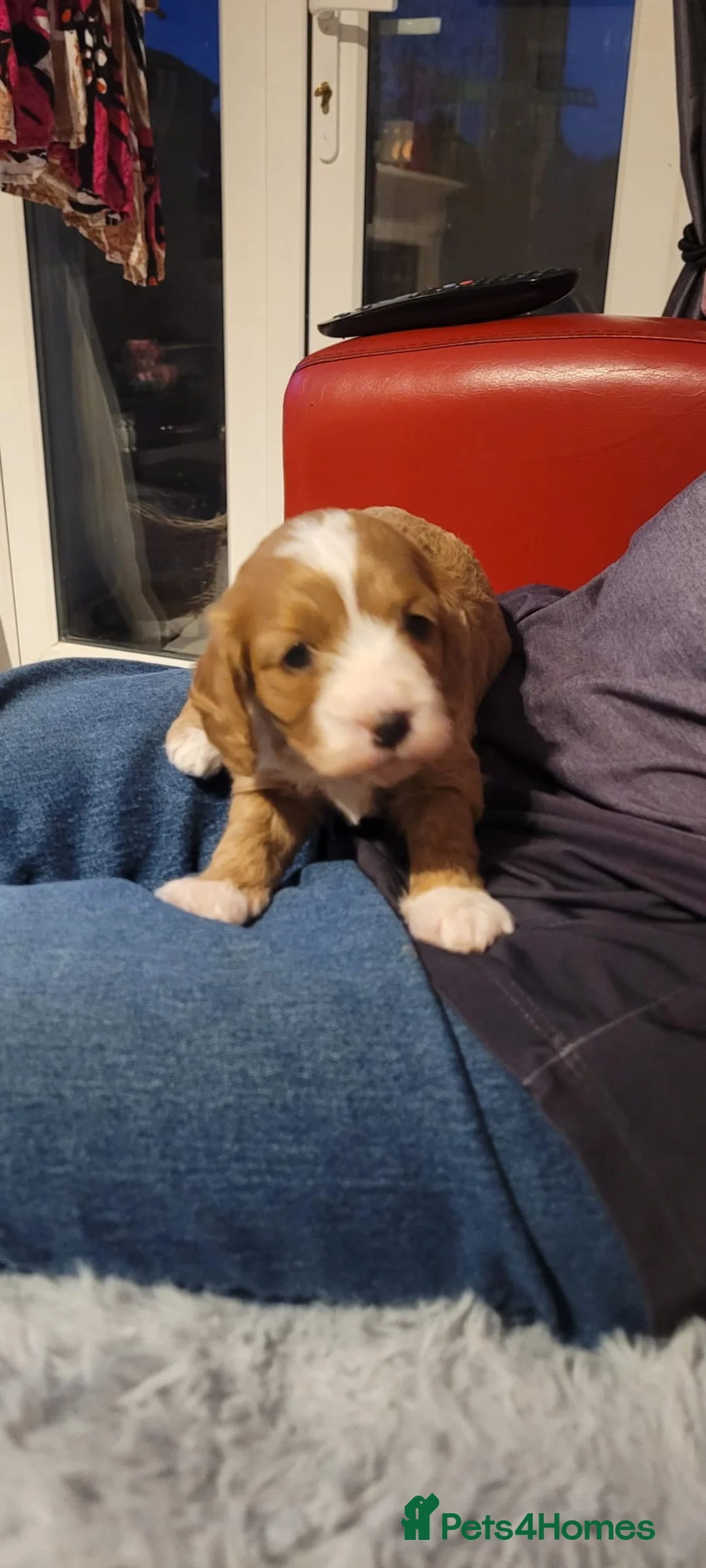 Cavalier King Charles Spaniel dogs for stud: KC Reg Cavalier King Charles Spaniel for Stud in Eastbourne - Advert 24