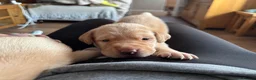 Labrador Retriever dogs for sale: Labrador puppies for sale - Advert 31