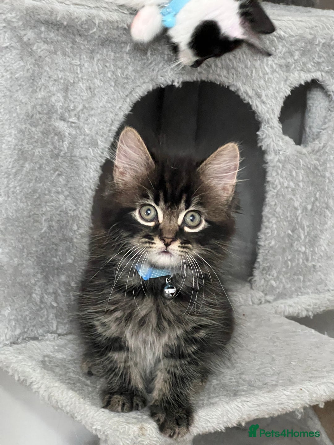 Mixed Breed cats for sale: Ready Now 2male and 1female Left - Advert 3