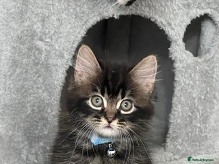 Mixed Breed cats Ready Now 2male Left - Advert 1