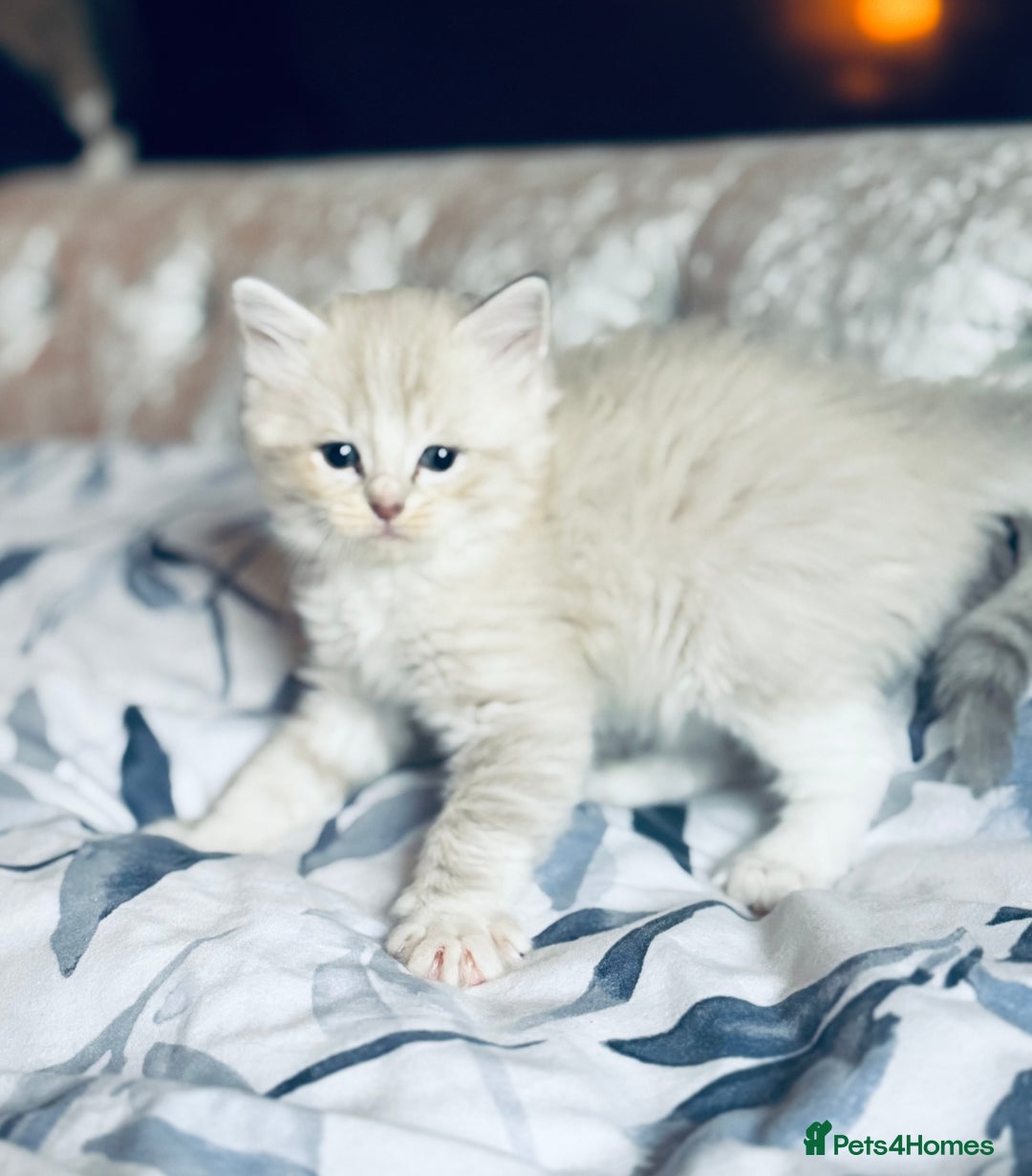 Ragdoll cats for sale: Classic & Mink Ragdoll Kittens - Advert 9