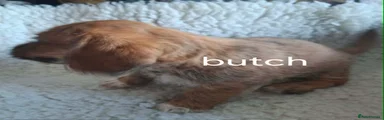 BUTCH