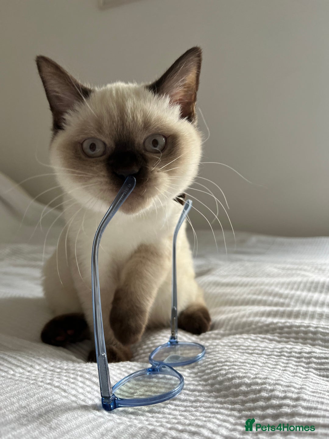 British Shorthair cats for sale: Adorable kittens available (1 female left!!) - Advert 14