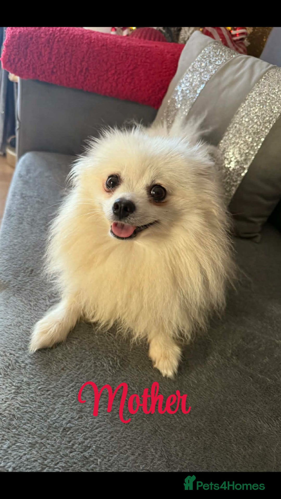 Pomeranian dogs for sale: Teddy bear optic white Pomeranians puppies - Advert 24