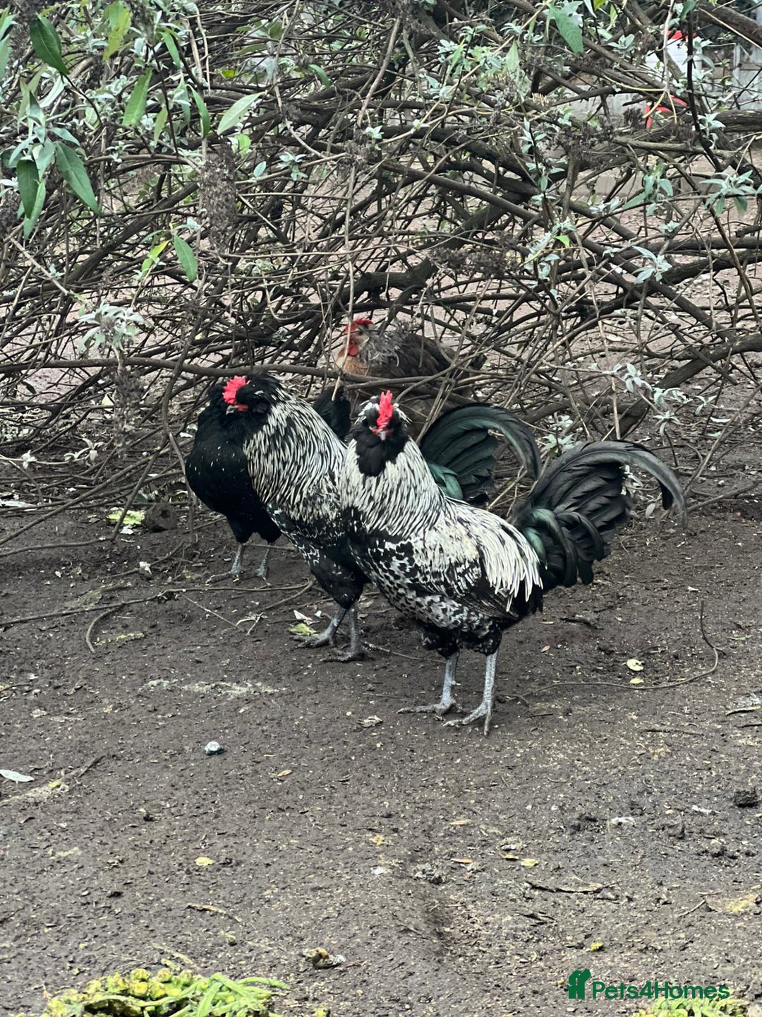 Chickens poultry for sale: Four wonderful boys  - Advert 4