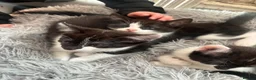 Mixed Breed cats for sale: 3 beautiful kittens  in Newcastle upon Tyne - Advert 6
