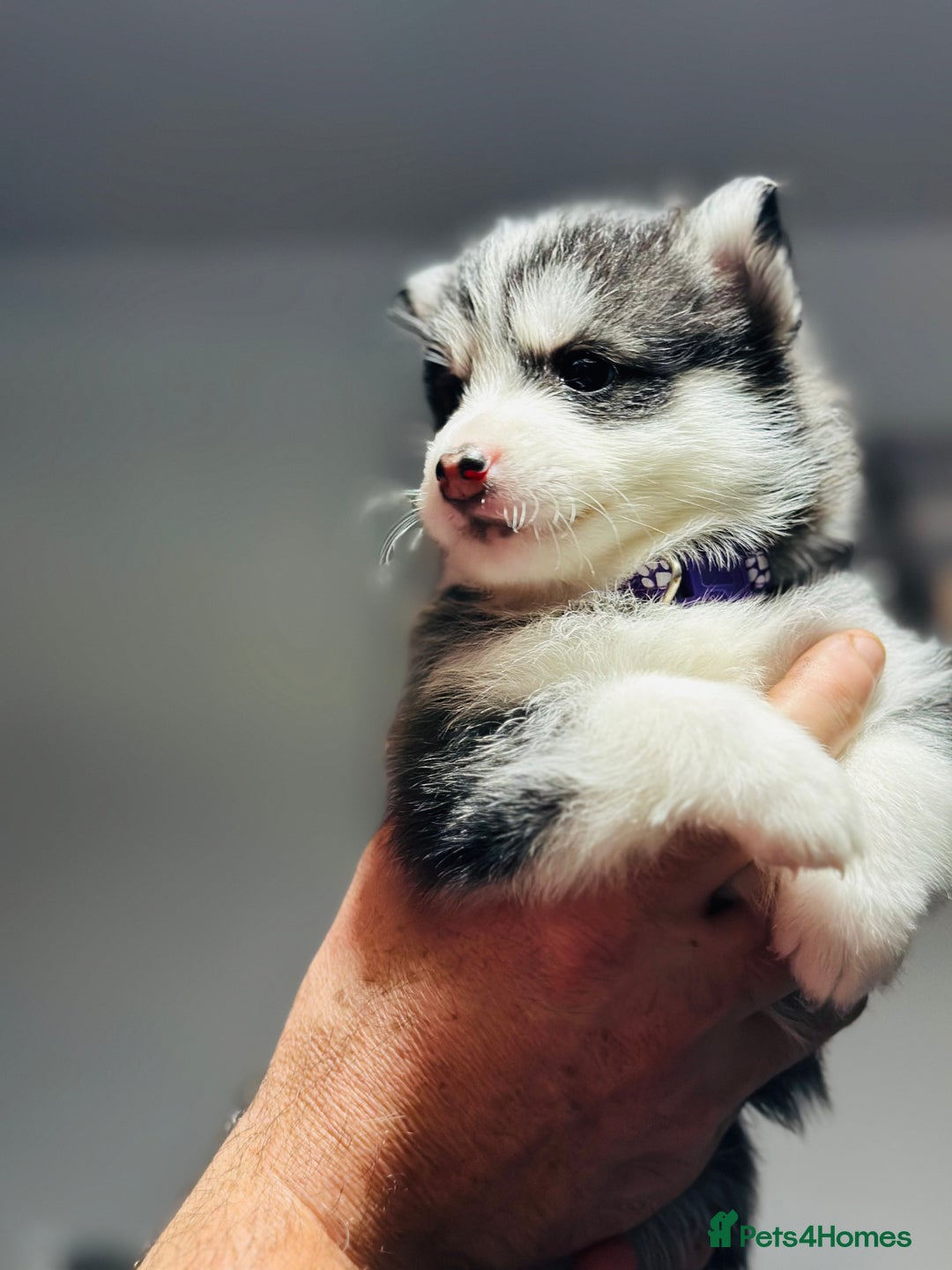 Pomsky dogs for sale: Pomsky Puppy - Image 12