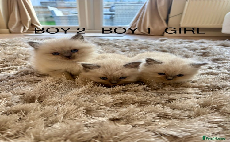 Ragdoll cats - Advert 1
