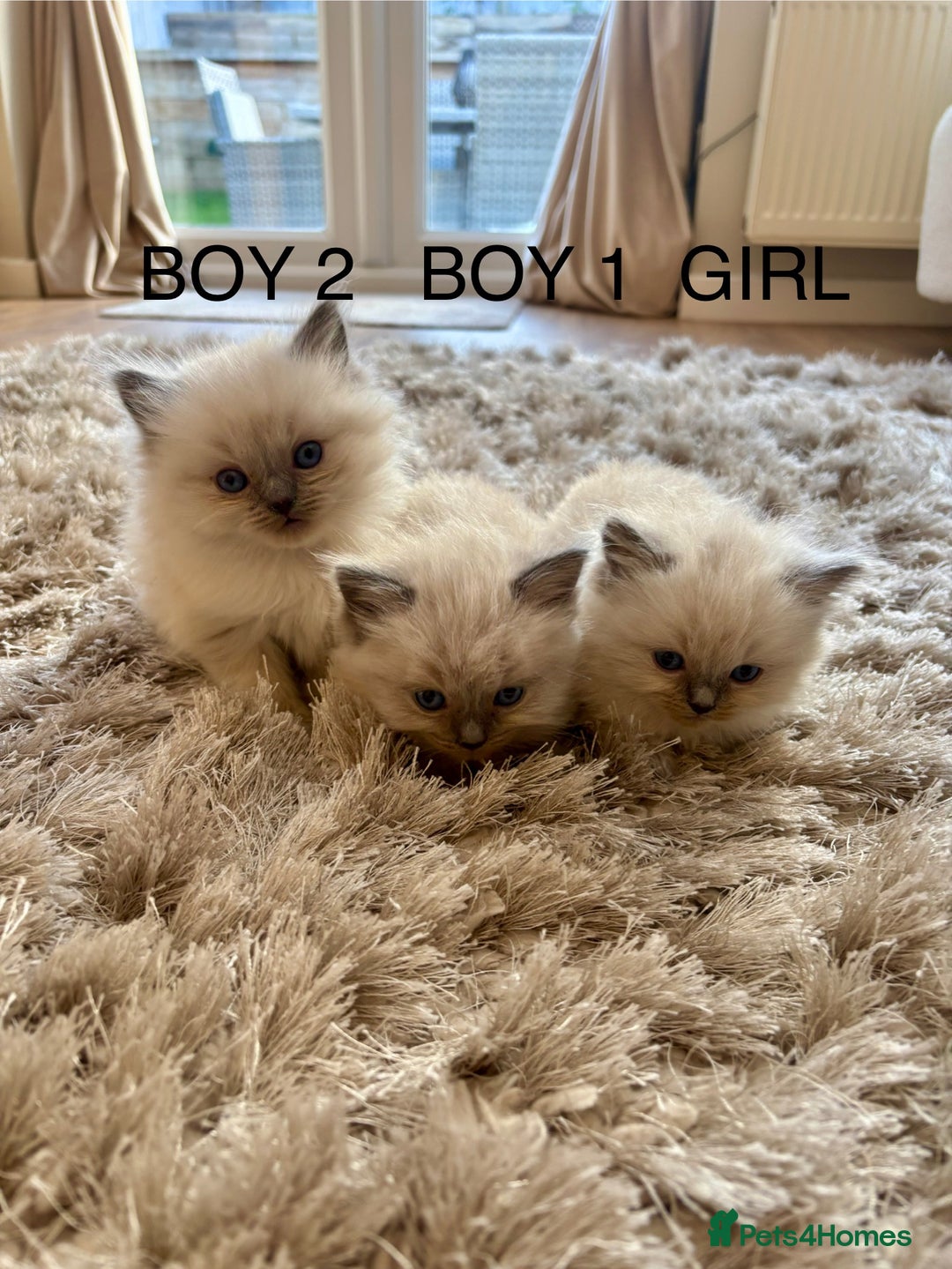 Ragdoll cats for sale: Beautiful ragdolls  - Image 1