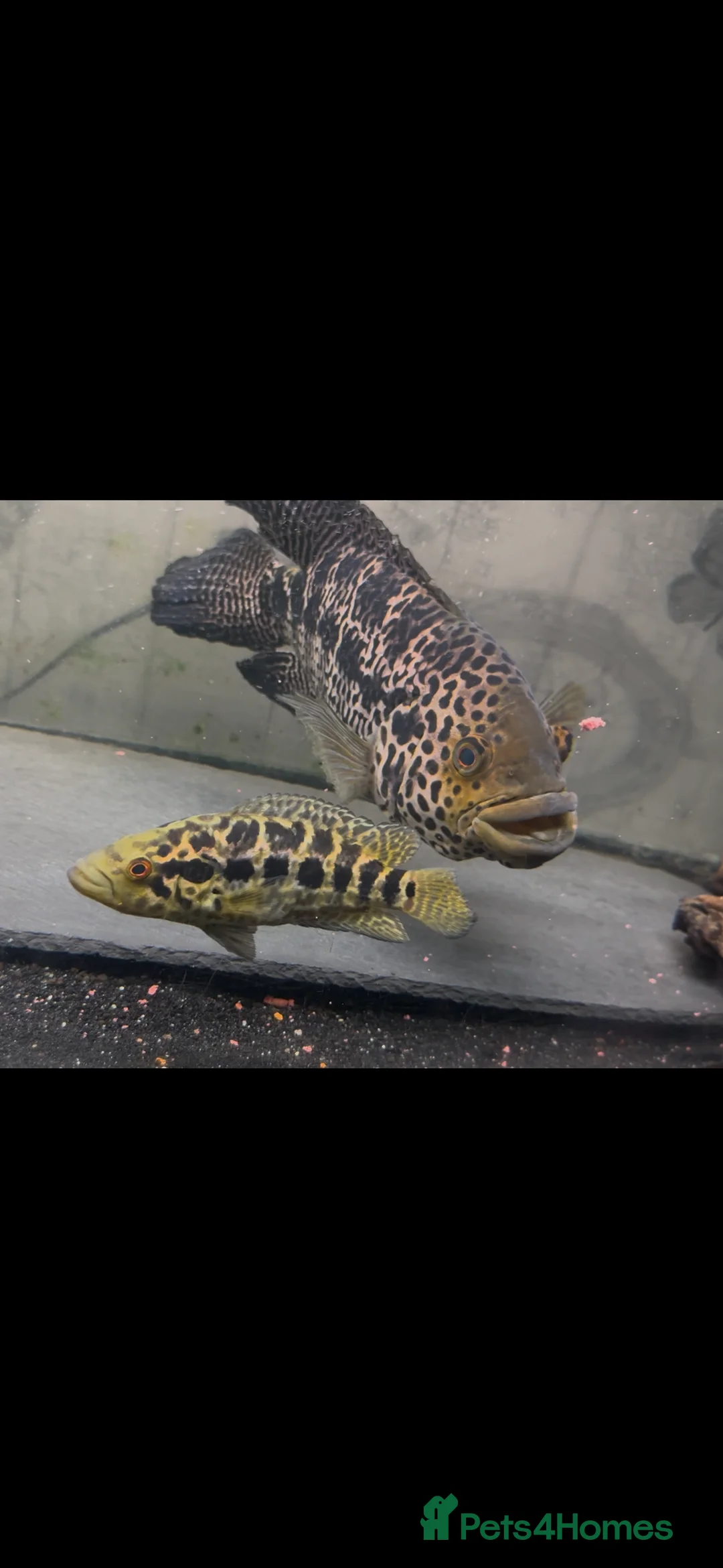 Cichlids fish for sale: 12 inch male jaguar cichlid  - Advert 2