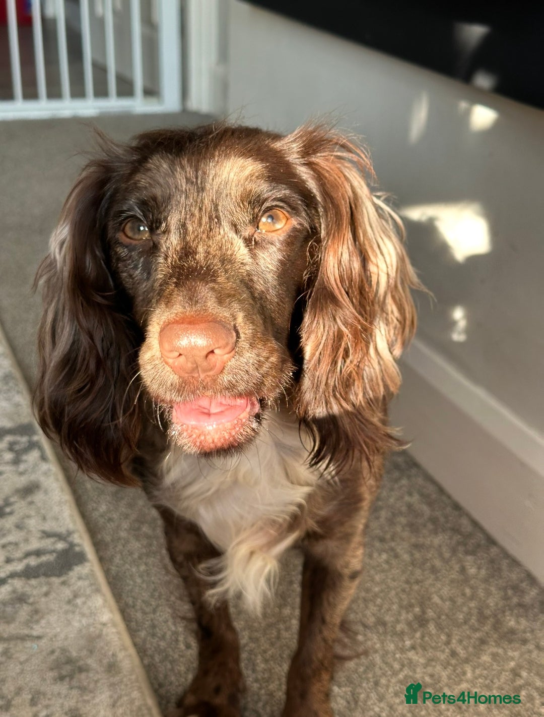 Cocker Spaniel dogs for sale: Female merle cocker spaniel  - Advert 1