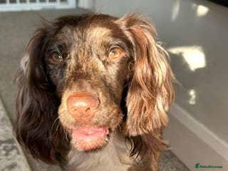 Cocker Spaniel dogs Female merle cocker spaniel - Advert 3