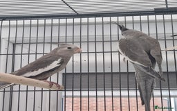 Cockatiels birds for sale: Baby male cockatiels for sale - Image 6