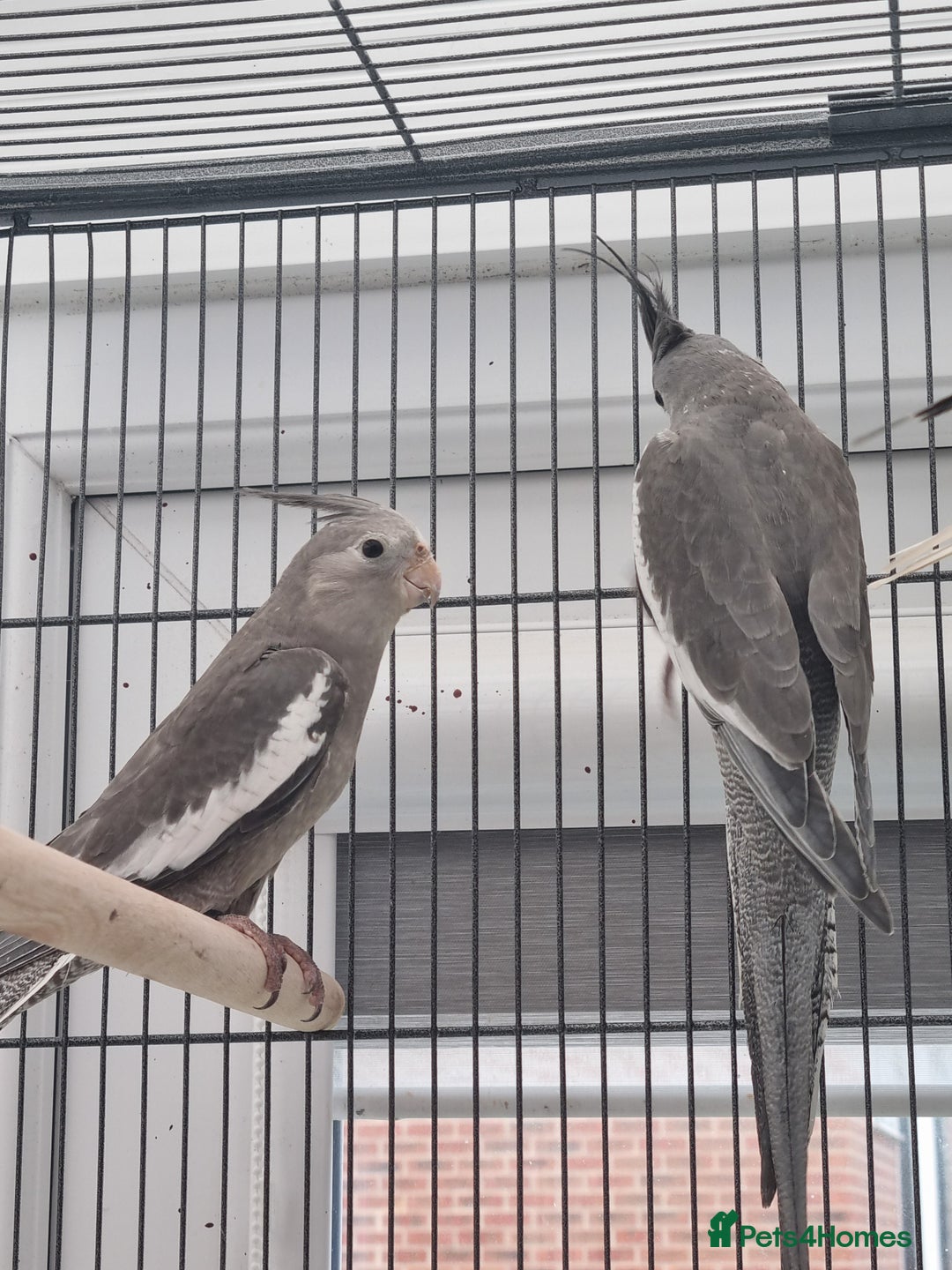 Cockatiels birds for sale: Baby male cockatiels for sale - Image 6