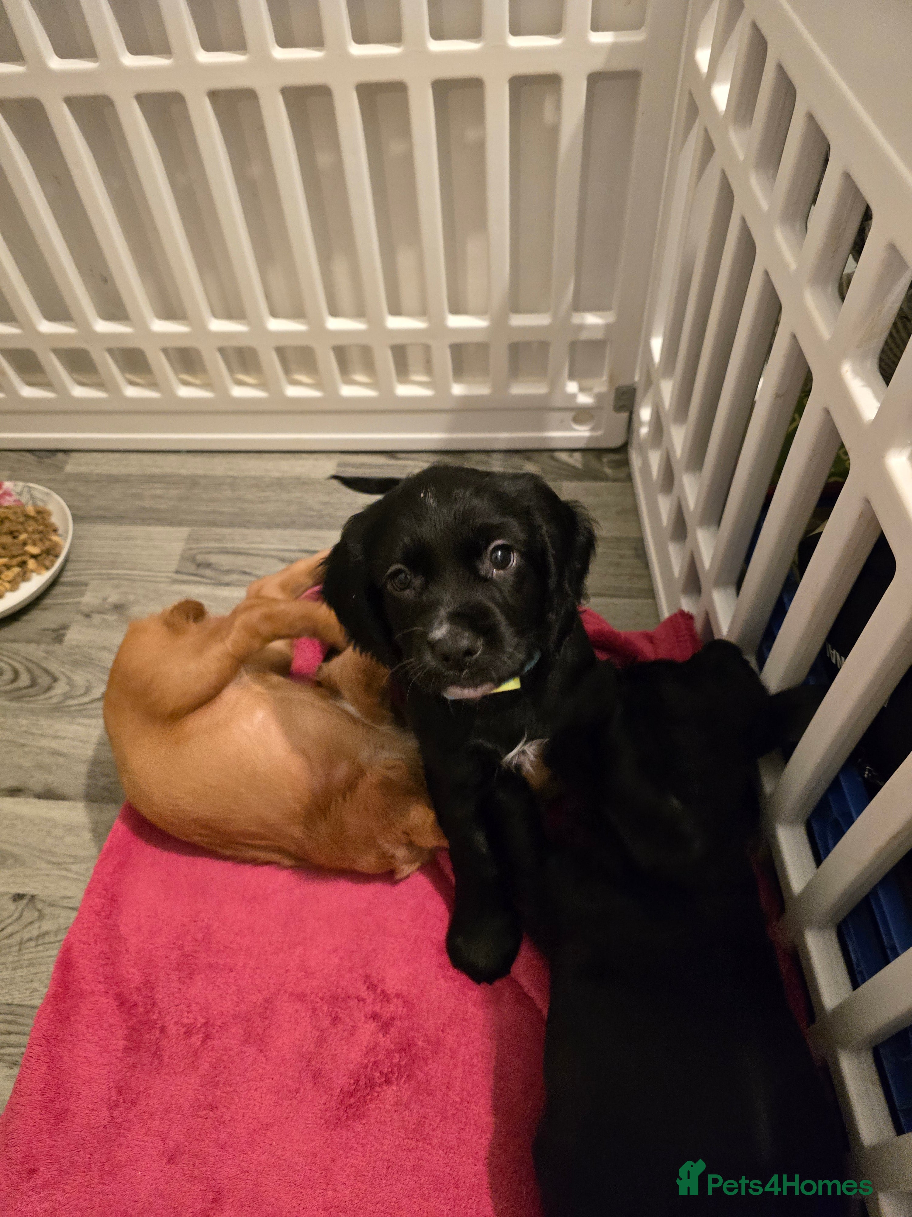 Cocker Spaniel dogs Working cocker spaniel males  - Advert 14