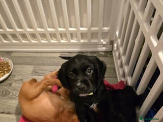 Cocker Spaniel dogs Working cocker spaniel males - Advert 14