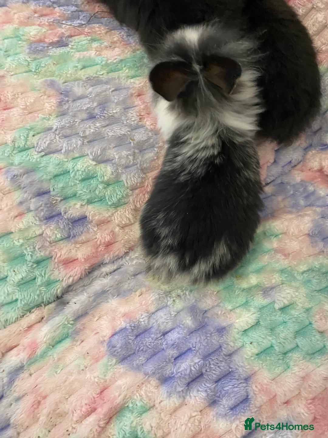Lionhead rabbits for sale: Lionhead babies  - Advert 11