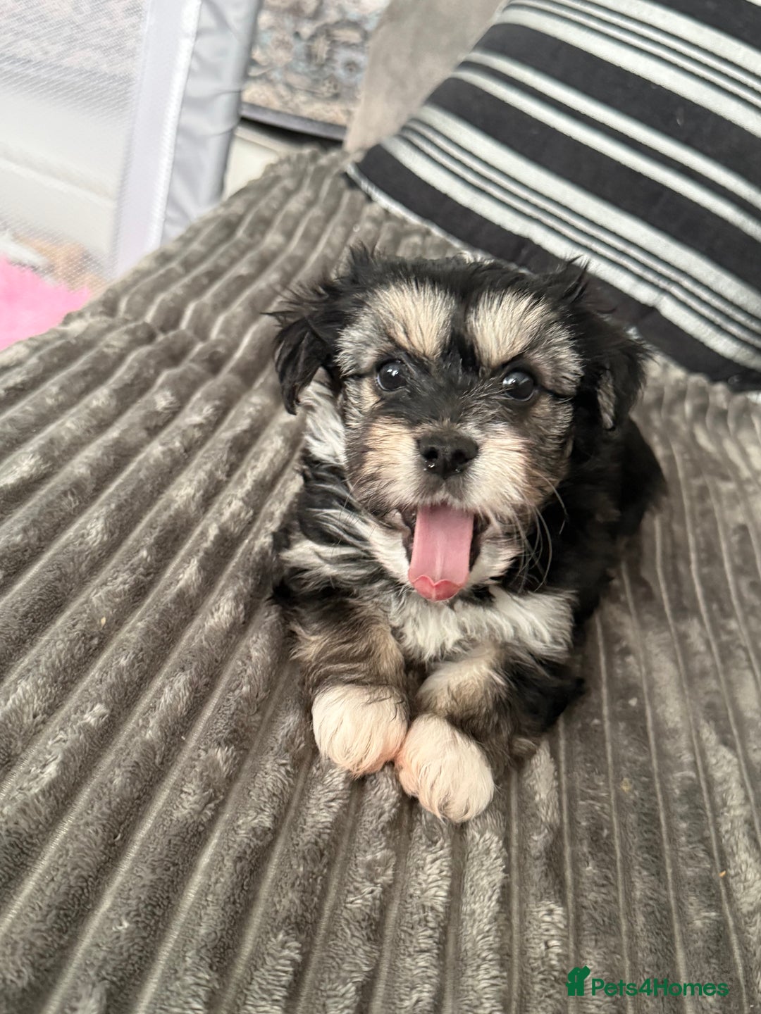 Morkie dogs for sale: Morkie puppies - Advert 6