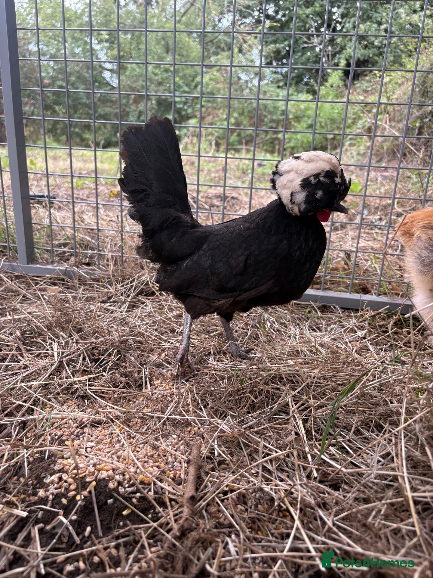 Chickens poultry Polish bantams  - Advert 1