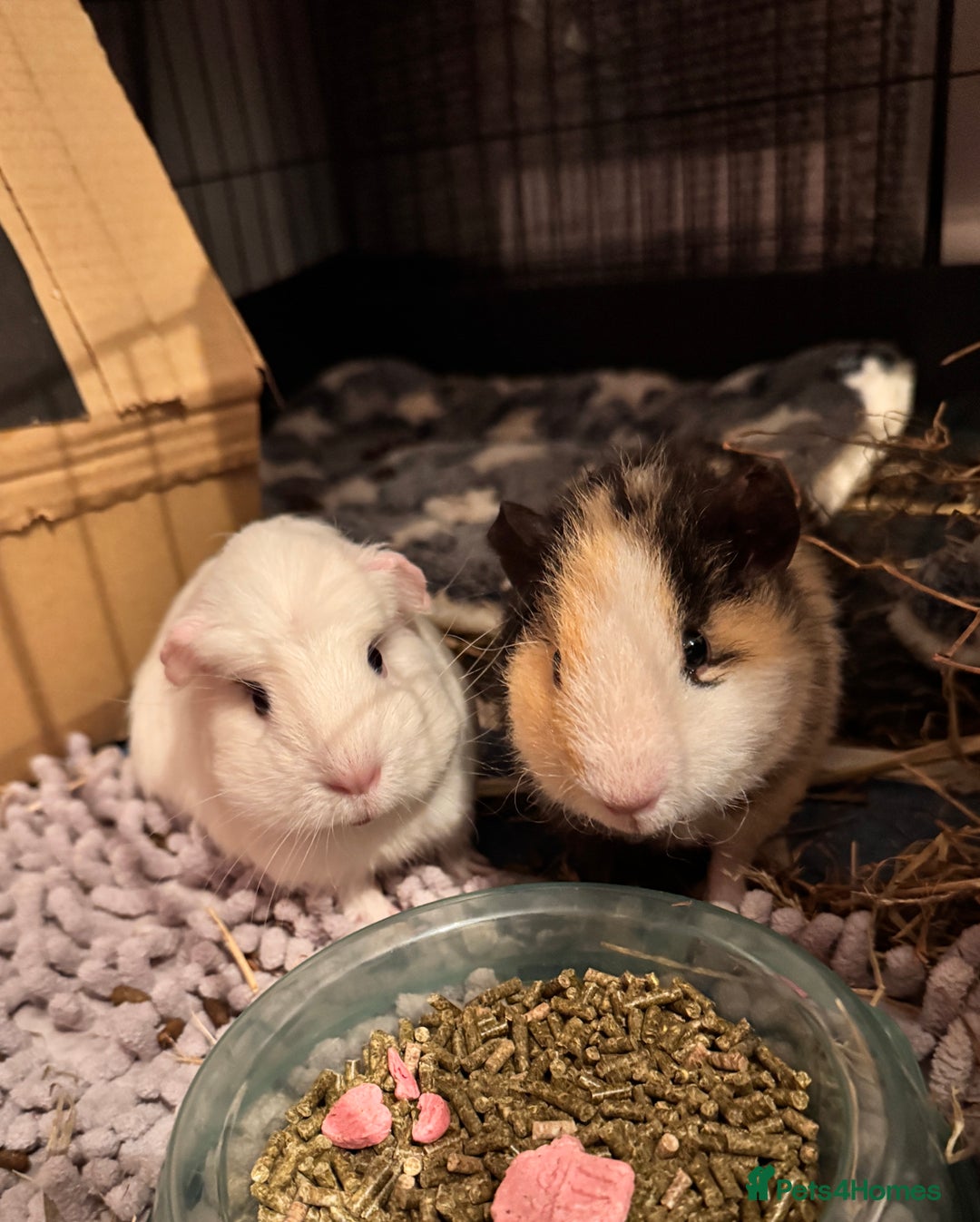 Guinea Pig rodents for sale: Two male guinea pigs with cage and accessories  - Advert 1